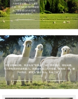 Ellis Fibre 羊驼毛被 驼羊被 子母被 150+250 GSM 150x200cm（Single Size被）单人四季被 被子