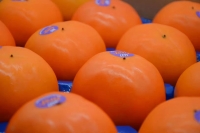 【水果】新西兰 First 脆甜柿子  单个250g 每箱6个 偏远地方新疆、西藏、内蒙古不接单